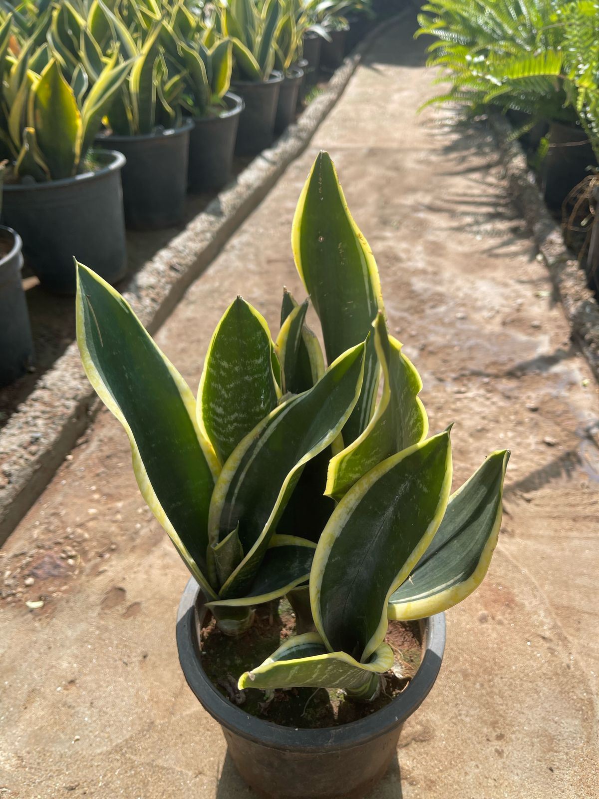 Plante Verte